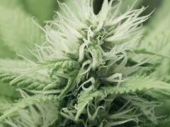 Paradise Seeds Opium (8)