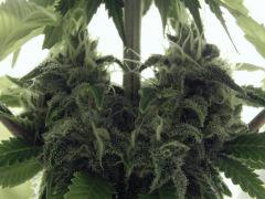 Paradise Seeds Opium (11)