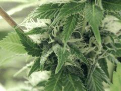 Opium Paradise Seeds  (12)