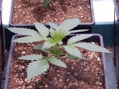 Opium Paradise seeds P  (5)