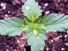 JDC Opium Paradise seeds (16)