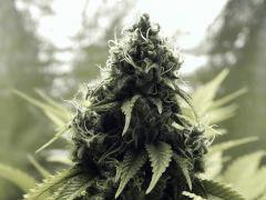 Paradise Seeds Opium Flo middle (5)