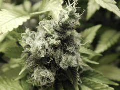 Paradise Seeds Opium Flo 64 (11)