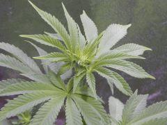 Opium Paradise seeds As (8)