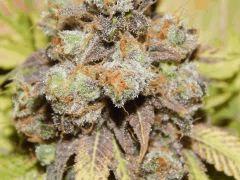 Flo 83 Paradise Seeds Opium (9)