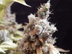 Flo80 cut2  Opium Paradise Seeds (38)