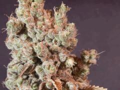 Opium Paradise Seeds Cut (7)