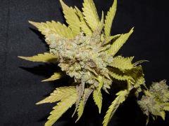 Flo 83 Paradise Seeds Opium (21)