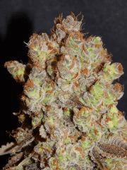 Flo80 cut2  Opium Paradise Seeds (6)