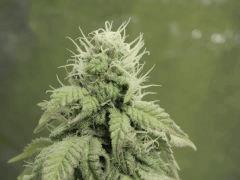 Opium Paradise Seeds  (19)