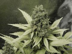 Paradise Seeds Opium  (7)
