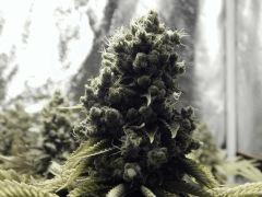 Paradise Seeds Flo68 (3)