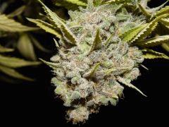 Flo 83 Paradise Seeds Opium (11)