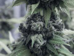 Opium Paradise Seeds Cut (35).JPG