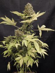 Opium Paradise Seeds Cut (13)