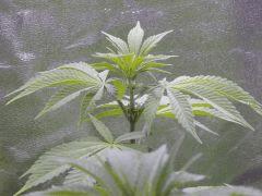 Opium Paradise seeds As (3)
