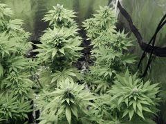 Paradise Seeds Opium (2)