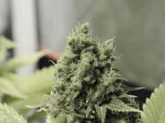 Paradise Seeds Opium Flo 55 (3)