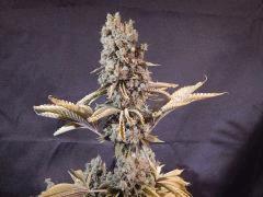 Opium Paradise Seeds Cut (11)