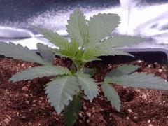 Opium Paradise seeds P  (12)