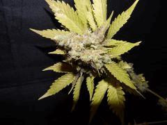 Flo 83 Paradise Seeds Opium (19)