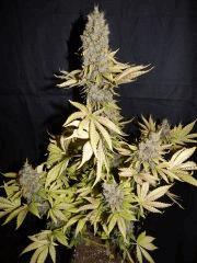 Flo 83 Paradise Seeds Opium (1)