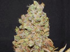 Flo80 cut2  Opium Paradise Seeds (26)