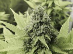 Paradise Seeds Opium détails (6)