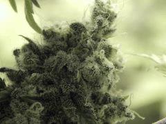 Paradise Seeds Opium Flo 60 (21)