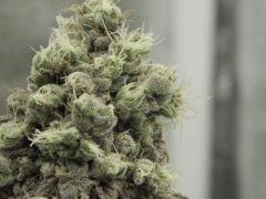 Paradise Seeds Flo68 (20)