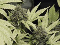 Paradise Seeds Flo68 (16)