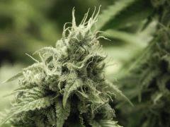 Paradise Seeds Opium Flo middle (22)