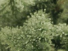 Paradise Seeds Opium détails macro (9)