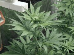 Paradise Seeds Opium pistils (2)