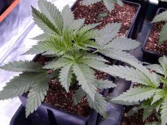 Opium Paradise seeds (5)