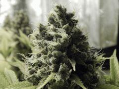 Paradise Seeds Flo68 (2)