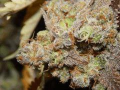 Flo80 cut2  Opium Paradise Seeds (10)