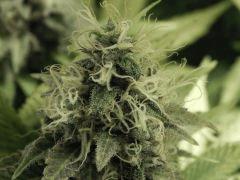 Paradise Seeds Opium Flo 60 (37)