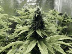 Opium Paradise Seeds  (3)