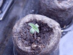 Opium (6)