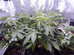 Opium Paradise Seeds (1)