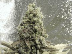 Paradise Seeds Flo68 (6)
