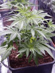 Opium Paradise Seeds rempot (10)