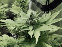 Opium Paradise Seeds  (4)
