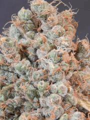 Opium Paradise Seeds Cut (18)