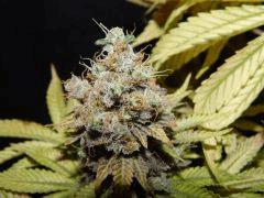 Flo 83 Paradise Seeds Opium (2)