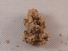 Opium Paradise Seeds Report (12)