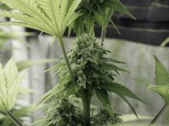 Paradise Seeds Opium (8)