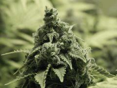 Paradise Seeds Opium Flo50 (15)