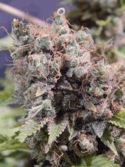 Opium Paradise Seeds Cut (20)